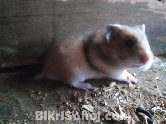 Syrian Hamster